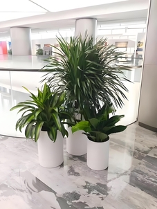 鄞州花卉出租设计，以花卉之美装点您的世界！